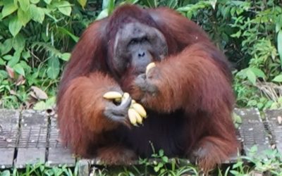 Orang-Utan